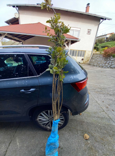 Hrast kitnjak 100-150cm | Hrast 2.jpg